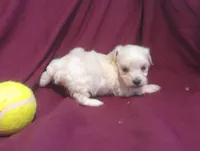 Azerite, a male Maltipoo for sale in Interlochen, MI – 5 of 6