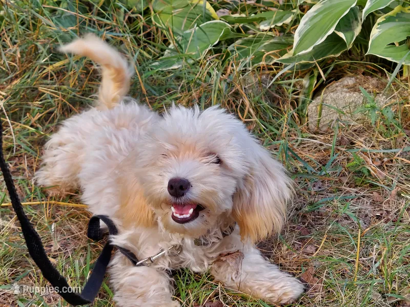 Ophelia, great for apartments – Maltipoo puppy for sale in Interlochen, MI