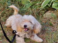 Ophelia, great for apartments, a female Maltipoo for sale in Interlochen, MI – 1 of 5