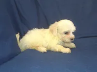 Peggy Sue - great for apartments - MaltiPoo female, a female Maltipoo and Maltese for sale in Interlochen, MI – 3 of 5