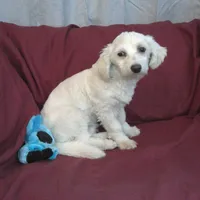 Huck, non-shedding, a male Maltipoo for sale in Interlochen, MI – Photo 1 of 4