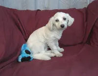 Huck, non-shedding, a male Maltipoo for sale in Interlochen, MI – Photo 1 of 4