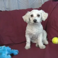 Huck, non-shedding, a male Maltipoo for sale in Interlochen, MI – Photo 2 of 4
