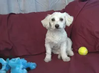Huck, non-shedding, a male Maltipoo for sale in Interlochen, MI – Photo 2 of 4