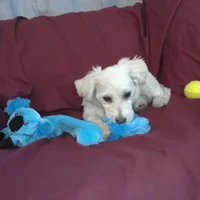 Huck, non-shedding, a male Maltipoo for sale in Interlochen, MI – Photo 3 of 4