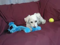 Huck, non-shedding, a male Maltipoo for sale in Interlochen, MI – Photo 3 of 4