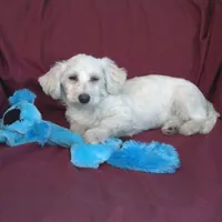 Huck, non-shedding, a male Maltipoo for sale in Interlochen, MI – Photo 4 of 4