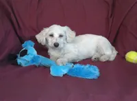 Huck, non-shedding, a male Maltipoo for sale in Interlochen, MI – Photo 4 of 4