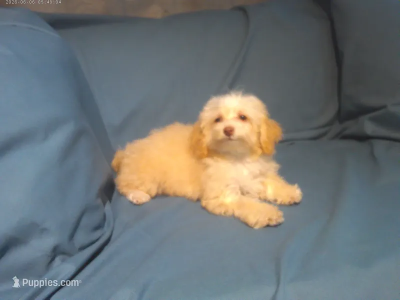 Scooter, MaltiPoo male, in home raised, non-shedding, a male Maltipoo and Poodle - Toy  for sale in Interlochen, MI – 1 of 3