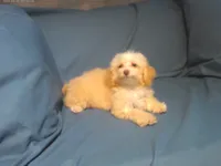 Scooter, MaltiPoo male, in home raised, non-shedding, a male Maltipoo and Poodle - Toy  for sale in Interlochen, MI – 1 of 3