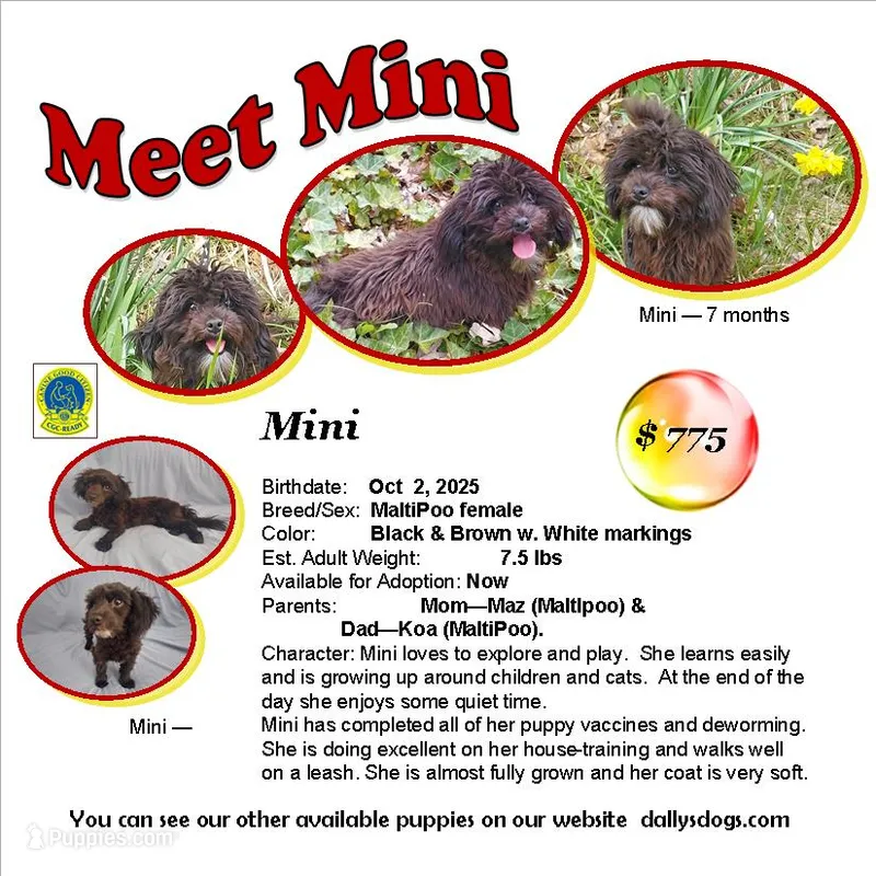 "Mini" MaltiPoo female, loves to play – Maltipoo puppy for sale in Interlochen, MI