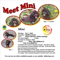"Mini" MaltiPoo female, loves to play, a female Maltipoo for sale in Interlochen, MI – 1 of 10