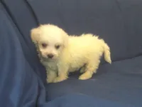 Paris - great for apartments - MaltiPoo male, a male Maltipoo and Maltese for sale in Interlochen, MI – 4 of 5