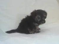 Panda - great for apartments - MaltiPoo female, a female Maltipoo for sale in Interlochen, MI – 5 of 7