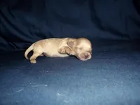 Sage, a female Maltipoo for sale in Interlochen, MI – Photo 4 of 4