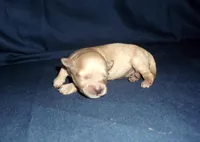 Sage, a female Maltipoo for sale in Interlochen, MI – Photo 2 of 4