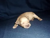 Sage, a female Maltipoo for sale in Interlochen, MI – Photo 3 of 4