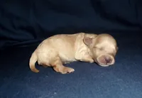 Sage, a female Maltipoo for sale in Interlochen, MI – Photo 1 of 4