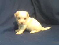Topaz, a female Maltipoo for sale in Interlochen, MI – 6 of 6