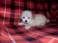 Sage, non-shedding, a female Maltipoo and Poodle - Toy  for sale in Interlochen, MI – Photo 2 of 4