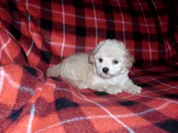 Sage, non-shedding, a female Maltipoo and Poodle - Toy  for sale in Interlochen, MI – Photo 3 of 4