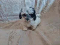 Milo, in-home raised, non-shedding, a male Maltipoo for sale in Interlochen, MI – 3 of 4