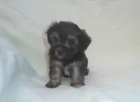 Panda - great for apartments - MaltiPoo female, a female Maltipoo for sale in Interlochen, MI – 6 of 7