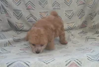 Hal - In-Home-Raised Toy Poodle male, a male Poodle - Toy  for sale in Interlochen, MI – 5 of 5