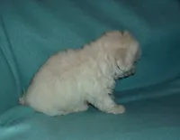 Rascal, a male Maltipoo for sale in Interlochen, MI – Photo 5 of 7