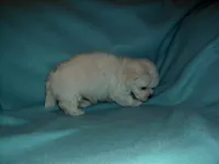 Rascal, a male Maltipoo for sale in Interlochen, MI – Photo 4 of 7