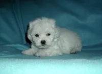 Rascal, a male Maltipoo for sale in Interlochen, MI – Photo 2 of 7