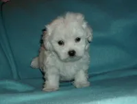 Rascal, a male Maltipoo for sale in Interlochen, MI – Photo 6 of 7