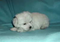 Rascal, a male Maltipoo for sale in Interlochen, MI – Photo 3 of 7