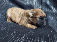 Angel, in-home raised, nonshedding, a male Maltipoo for sale in Interlochen, MI – Photo 1 of 4