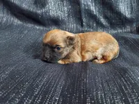 Angel, in-home raised, nonshedding, a male Maltipoo for sale in Interlochen, MI – Photo 3 of 4