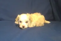 Peridot, a female Maltipoo for sale in Interlochen, MI – 5 of 5