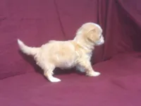 Onyx - Teacup, a male Maltipoo for sale in Interlochen, MI – 3 of 6
