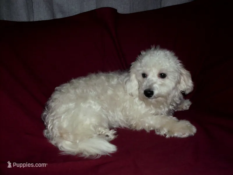 Lad, in-home raised, non-shed