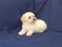 Zelda - non-shedding, in home raised, a female Maltipoo for sale in Interlochen, MI – 2 of 6