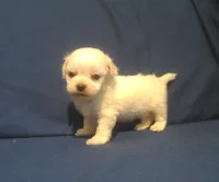 Jade - Tiny Teacup, a female Maltipoo for sale in Interlochen, MI – 2 of 7