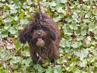 "Mini" MaltiPoo female, loves to play, a female Maltipoo for sale in Interlochen, MI – 6 of 10