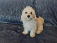 Huckleberry- in home raised, nonpshedding, a male Maltipoo for sale in Interlochen, MI – 2 of 4