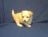 Amethyst, a female Maltipoo for sale in Interlochen, MI – 4 of 9