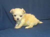 Polly - great for apartments - MaltiPoo female, a female Maltipoo and Maltese for sale in Interlochen, MI – 4 of 5