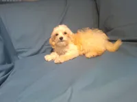 Spike, MaltiPoo male, in home raised, non-shedding, a male Maltipoo and Poodle - Toy  for sale in Interlochen, MI – 4 of 4