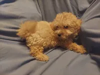 Artex - excellent emotional support dog - Sale $850, a male Maltipoo for sale in Interlochen, MI – 2 of 3