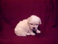 Lad, smart & non-shedding, a male Maltipoo for sale in Interlochen, MI – Photo 5 of 5