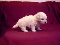 Lad, smart & non-shedding, a male Maltipoo for sale in Interlochen, MI – Photo 4 of 5