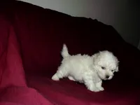 Lad, smart & non-shedding, a male Maltipoo for sale in Interlochen, MI – Photo 3 of 5