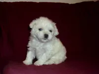 Lad, smart & non-shedding, a male Maltipoo for sale in Interlochen, MI – Photo 2 of 5
